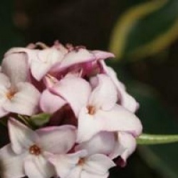 Daphne odora 'Aureomarginata'