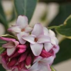Daphne odora 'Aureomarginata'