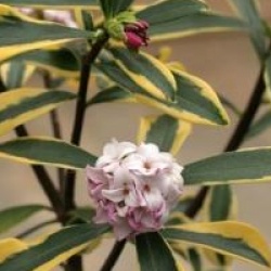 Daphne odora Marianni � 'Rogbret' 