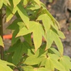 Acer oliverianum
