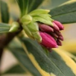 Daphne odora Marianni � 'Rogbret' 
