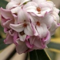 Daphne odora Marianni � 'Rogbret' 