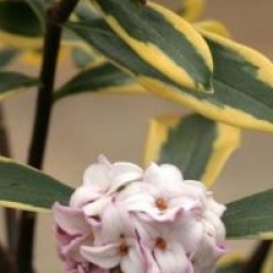 Daphne odora Marianni � 'Rogbret' 
