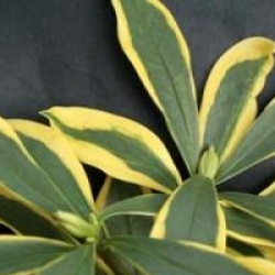 Daphne odora 'Rebecca'