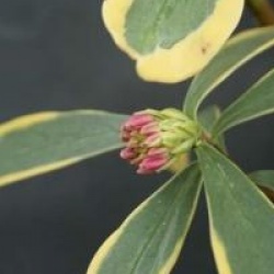 Daphne odora 'Rebecca'