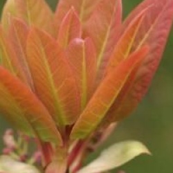 Daphniphyllum himalaense subsp. macropodum