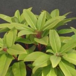 Daphniphyllum himalaense subsp. macropodum