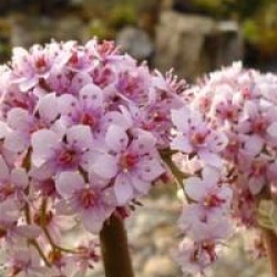 Darmera peltata