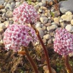 Darmera peltata