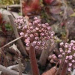 Darmera peltata