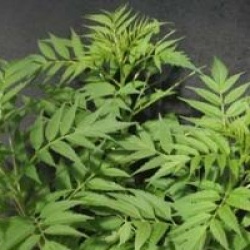 Datisca cannabina  - Datisca cannabina