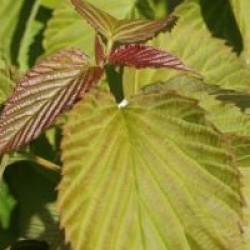 Davidia involucrata