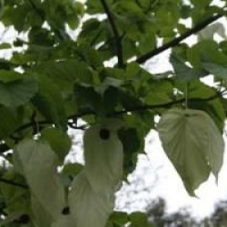 Davidia involucrata - Arbre aux pochettes