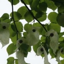 Davidia involucrata