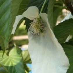 Davidia involucrata var. vilmoriniana - Arbre aux pochettes glabre