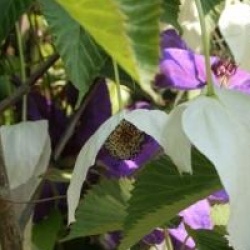 Davidia involucrata var. vilmoriniana