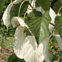 Davidia involucrata var. vilmoriniana