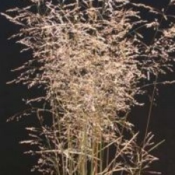 Deschampsia cespitosa 'Northern Lights' - Canche cespiteuse panach�e