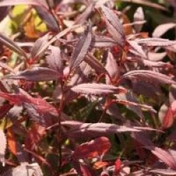 Deutzia gracilis