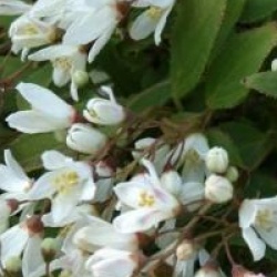 Deutzia gracilis