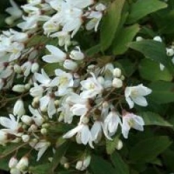 Deutzia gracilis