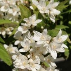 Deutzia gracilis