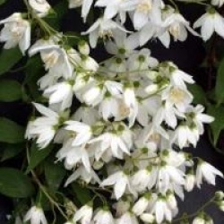 Deutzia gracilis