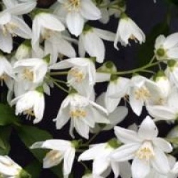 Deutzia gracilis