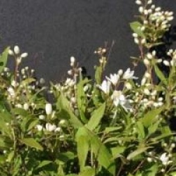Deutzia gracilis