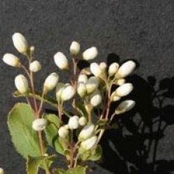 Deutzia gracilis