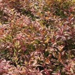 Deutzia gracilis