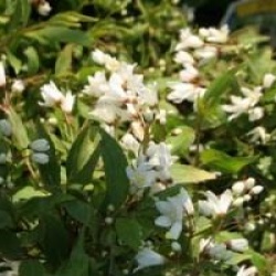 Deutzia gracilis