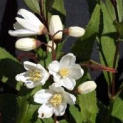 Deutzia gracilis 'Nikko'