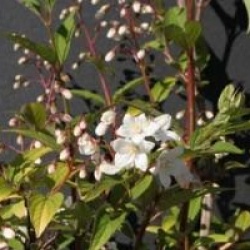 Deutzia x kalmiiflora 