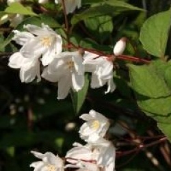 Deutzia x kalmiiflora 
