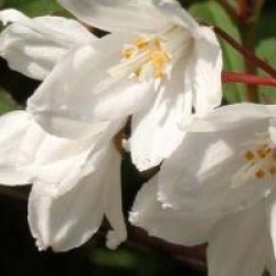 Deutzia x kalmiiflora  - Deutzia kalmiiflora