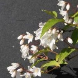 Deutzia x kalmiiflora 