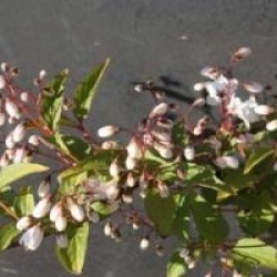 Deutzia x kalmiiflora 