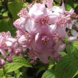 Deutzia 'Mont Rose'
