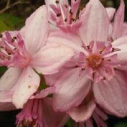Deutzia 'Mont Rose'
