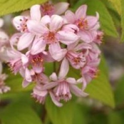 Deutzia 'Mont Rose'