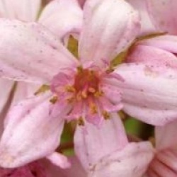 Deutzia 'Mont Rose'