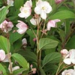 Deutzia x rosea 'Carminea'