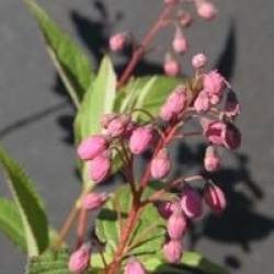 Deutzia x rosea 'Carminea'