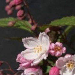 Deutzia x rosea 'Carminea'