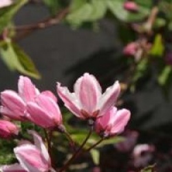 Deutzia x rosea 'Carminea'