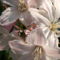 Deutzia x rosea 'Carminea' - Deutzia carminea