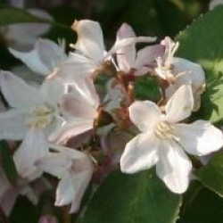 Deutzia x rosea 'Carminea'