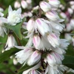 Deutzia scabra 'Pride of Rochester'