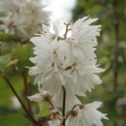 Deutzia scabra 'Pride of Rochester'
